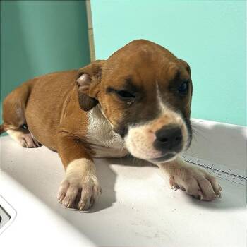 Pit Bull Terrier Dogs Available for Adoption in Cabot, Arkansas - (Found)HOLD Ripple | PetCurious