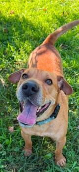 Will -  Shar Pei Dog for Adoption in Peconic, New York - Will | PetCurious