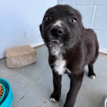 Scarlett -  Husky Dog Available for Adoption in Crookston, Minnesota - Scarlett | PetCurious