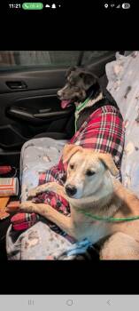 Rescue Mixed Breed Dogs for Adoption in Ossining, New York - Laverne And Shirley Bonded Sisters | PetCurious