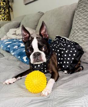Boston Terrier Dogs Available for Adoption in Valrico, Florida - Princess Maui | PetCurious