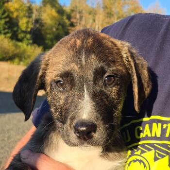 Goran -  Mixed Breed Dog for Adoption in Oakville, Washington - Goran | PetCurious