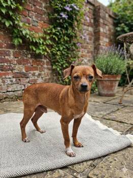 Charlie -  Chihuahua Dog for Adoption in Richmond, Kentucky - Charlie | PetCurious