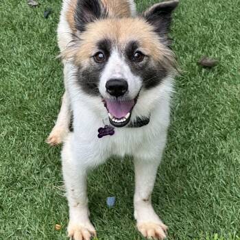 Grace -  Papillon and Shetland Sheepdog Sheltie Dog for Adoption in Bristol, Tennessee - Grace | PetCurious