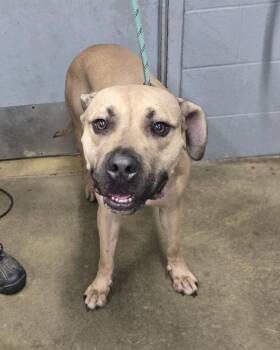 Thor -  Boxer and Pit Bull Terrier Dog for Adoption in Evansville, Indiana - Thor | PetCurious