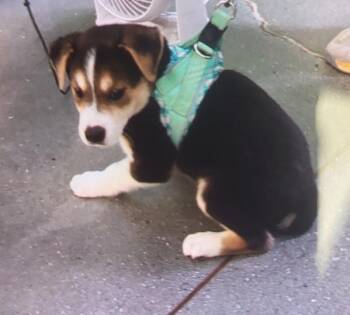 Shepherd Dogs Available for Adoption in Lawrenceville, Georgia - Pen 232 Derrick | PetCurious