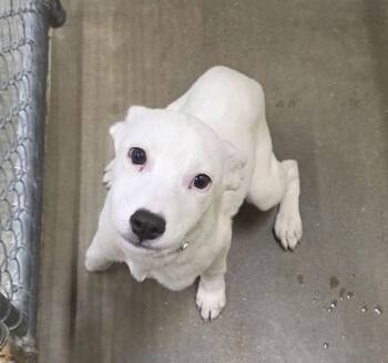 Border Collie Dogs Available for Adoption in Sioux City, Iowa - Chrissy | PetCurious