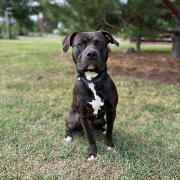 Creed -  Pit Bull Terrier and Mixed Breed Dog for Adoption in Fargo, North Dakota - Creed | PetCurious