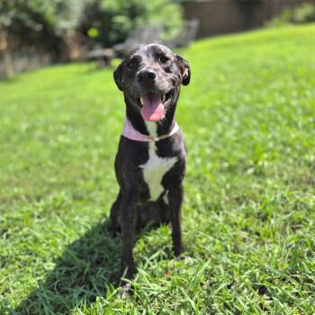 Josie -  Black Labrador Retriever and Pit Bull Terrier Dog for Adoption in Chattanooga, Tennessee - Josie | PetCurious