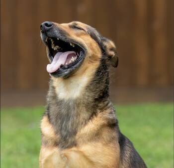 Leona -  German Shepherd Dog Dog for Adoption in Houston, Texas - Leona | PetCurious