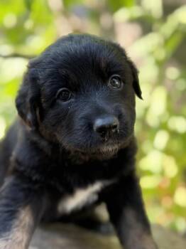 Selma -  German Shepherd Dog and Siberian Husky Dog for Adoption in Pleasant Hill, California - Selma | PetCurious