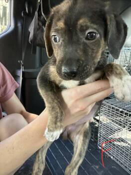 Jasmine -  Hound Dog for Adoption in Richmond, Missouri - Jasmine | PetCurious