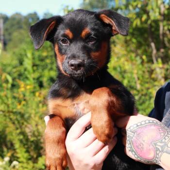 CT Beulah -  German Shepherd Dog and Mixed Breed Dog for Adoption in Eastford, Connecticut - CT Beulah | PetCurious