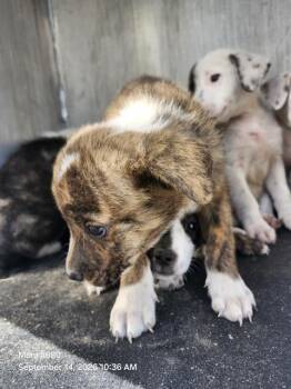 JORDAN -  American Staffordshire Terrier Dog for Adoption in San Antonio, Texas - JORDAN | PetCurious