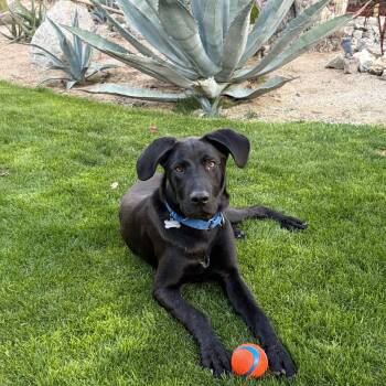 Black Labrador Retriever and Great Dane Dogs Available for Adoption - Rexford (Lab/Dane Mix) | PetCurious