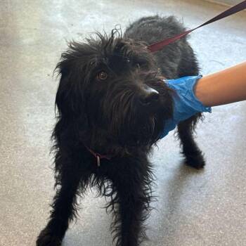 Anne -  Terrier Dog for Adoption in Kingman, Arizona - Anne | PetCurious