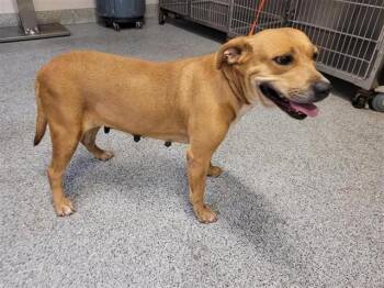 A661037 -  Pit Bull Terrier Dog for Adoption in Houston, Texas - A661037 | PetCurious