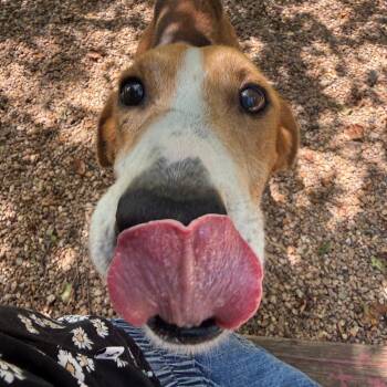 Memphis -  American Foxhound Dog for Adoption in Charlottesville, Virginia - Memphis | PetCurious