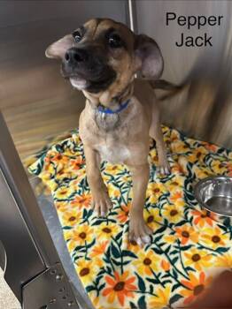 Rescue Hound Dogs for Adoption in Knoxville, Tennessee - Pepper Jack | PetCurious