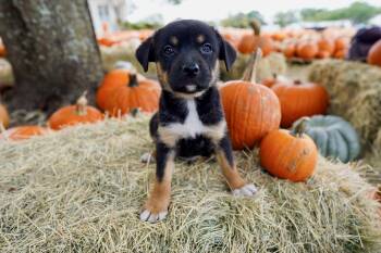 Saxophone -  Labrador Retriever Dog for Adoption in San Antonio, Texas - Saxophone | PetCurious