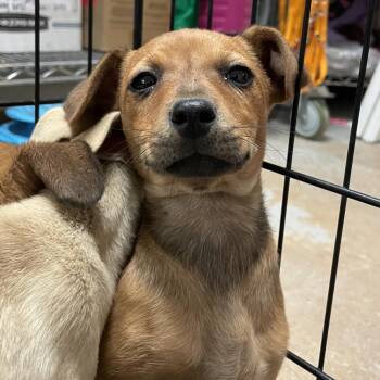 Chihuahua and Shepherd Dogs Available for Adoption in Edinburg, Texas - Moana | PetCurious