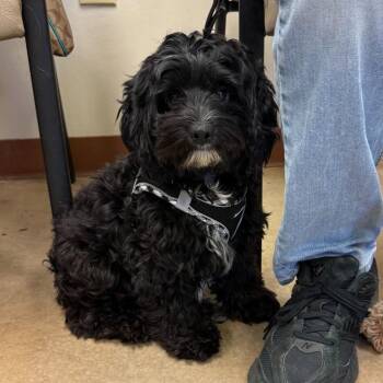 Zoey -  Shih Tzu and Poodle Dog for Adoption in Bloomfield, Connecticut - Zoey | PetCurious