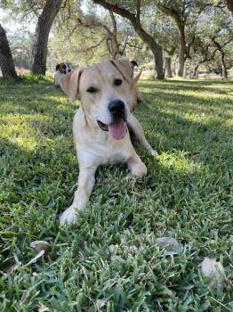 Yellow Labrador Retriever and Terrier Dogs Available for Adoption -  Charlie | PetCurious