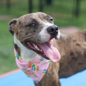 HARLEY -  Catahoula Leopard Dog and American Bulldog Dog for Adoption in San Antonio, Texas - HARLEY | PetCurious