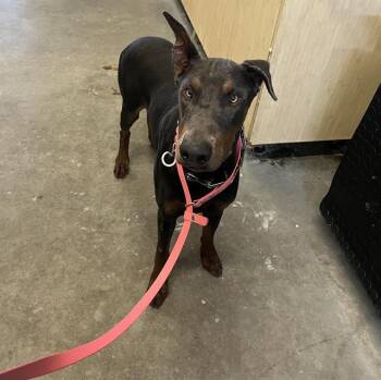 CERBERUS -  Doberman Pinscher Dog for Adoption in Camarillo, California - CERBERUS | PetCurious