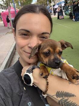 Chihuahua Dogs Available for Adoption in St. Petersburg, Florida - Roo | PetCurious