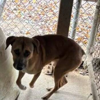 Rescue Mixed Breed Dogs for Adoption in Gadsden, Alabama - ELM 35 | PetCurious