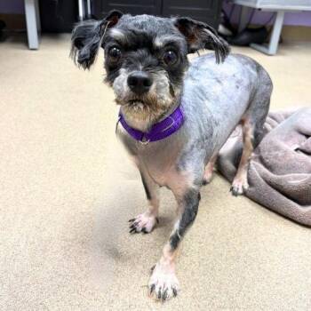VERONICA -  Lhasa Apso and Mixed Breed Dog for Adoption in Aurora, Colorado - VERONICA | PetCurious