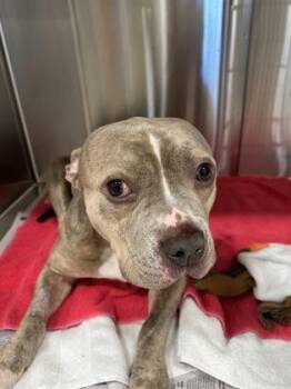 Terry -  Pit Bull Terrier and Mixed Breed Dog for Adoption in Atlanta, Georgia - Terry | PetCurious