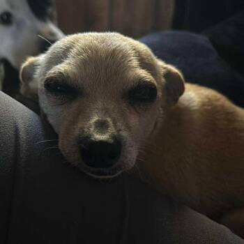 Rescue Chihuahua Dogs for Adoption in Cranston, Rhode Island - FAYE | PetCurious