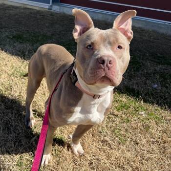 Pit Bull Terrier Dogs Available for Adoption - Blue | PetCurious