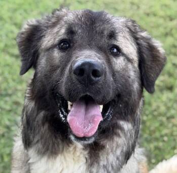 Shaggy2 -  Great Pyrenees and Anatolian Shepherd Dog for Adoption in Bloomfield, Connecticut - Shaggy2 | PetCurious