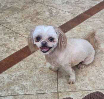 Rescue Shih Tzu Dogs for Adoption in Phoenix, Arizona - Molly And Bella | PetCurious