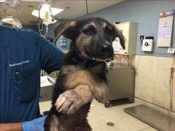 CHEESE BALL -  German Shepherd Dog Dog for Adoption in Riverside, California - CHEESE BALL | PetCurious