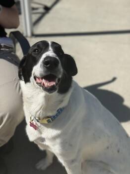 Anatolian Shepherd and Border Collie Dogs Available for Adoption in Ashland, Virginia - Lola | PetCurious