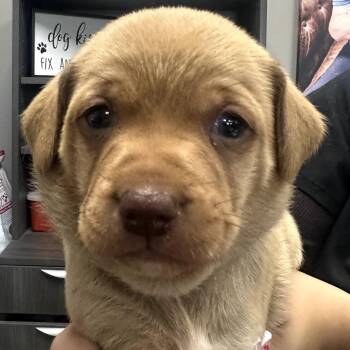 Mixed Breed Dogs Available for Adoption - Joey | PetCurious