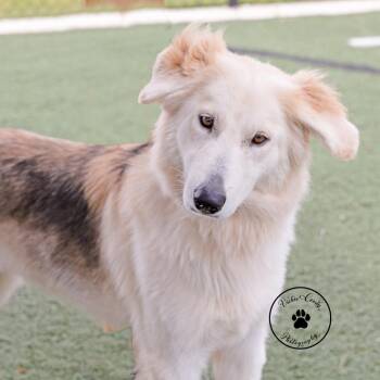 Cleo -  Shepherd and Mixed Breed Dog for Adoption in Abilene, Texas - Cleo | PetCurious