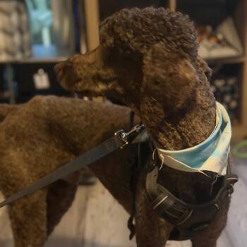 Roux Roxberry (Benefactor Dog) -  Standard Poodle Dog for Adoption in New Orleans, Louisiana - Roux Roxberry (Benefactor Dog) | PetCurious