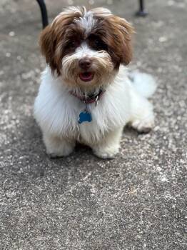 Havanese Dogs Available for Adoption in Gorham, Maine - Lucinda | PetCurious