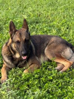 Monty -  German Shepherd Dog Dog for Adoption in Bandera, Texas - Monty | PetCurious