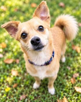 Teddy -  Chihuahua Dog for Adoption in Columbia, Maryland - Teddy | PetCurious