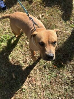 Rescue Hound Dogs for Adoption in Shelby, North Carolina - Percy | PetCurious