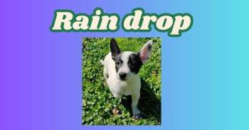 Raindrop -  Australian Cattle Dog Blue Heeler Dog for Adoption in Indianapolis, Indiana - Raindrop | PetCurious