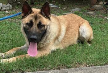 SPEEDY -  Belgian Shepherd Malinois Dog for Adoption in Dallas, Texas - SPEEDY | PetCurious
