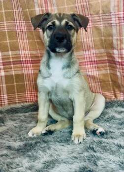 Husky and Presa Canario Dogs Available for Adoption in Phoenix, Arizona - Guindilla | PetCurious