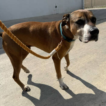 Rescue Boxer and Terrier Dogs for Adoption in San Antonio, Texas - Tiger | PetCurious